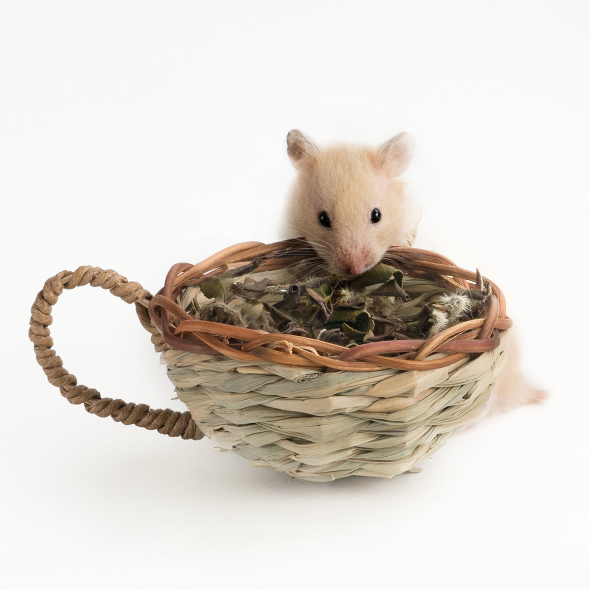 teacup hamster