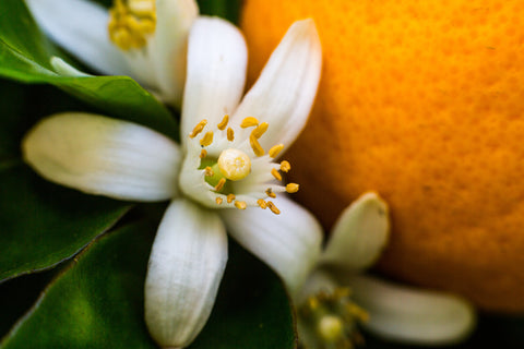 neroli blossom