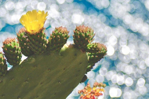 Opuntia Luxury Oils - Opuntia Plant