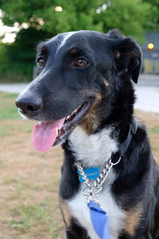 Coconut Rescue Dog