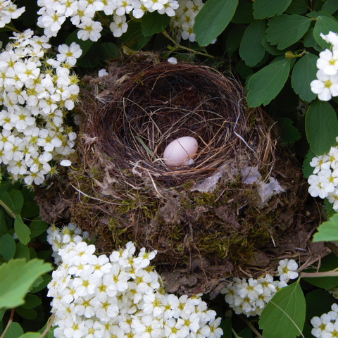 Birds nest in garden hedge
