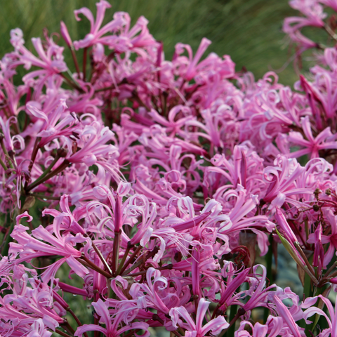 Pink Nerine