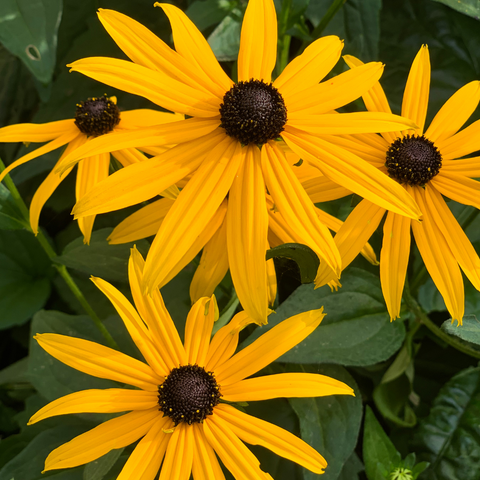 Rudbeckia fulgida var. sullivantii 'Goldsturm'