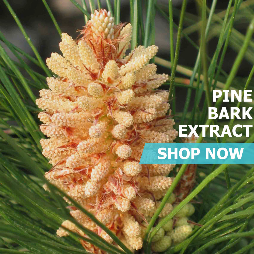 Pine Bark Extract Powder - Pure Bulk Supplements - PureBulk, Inc.