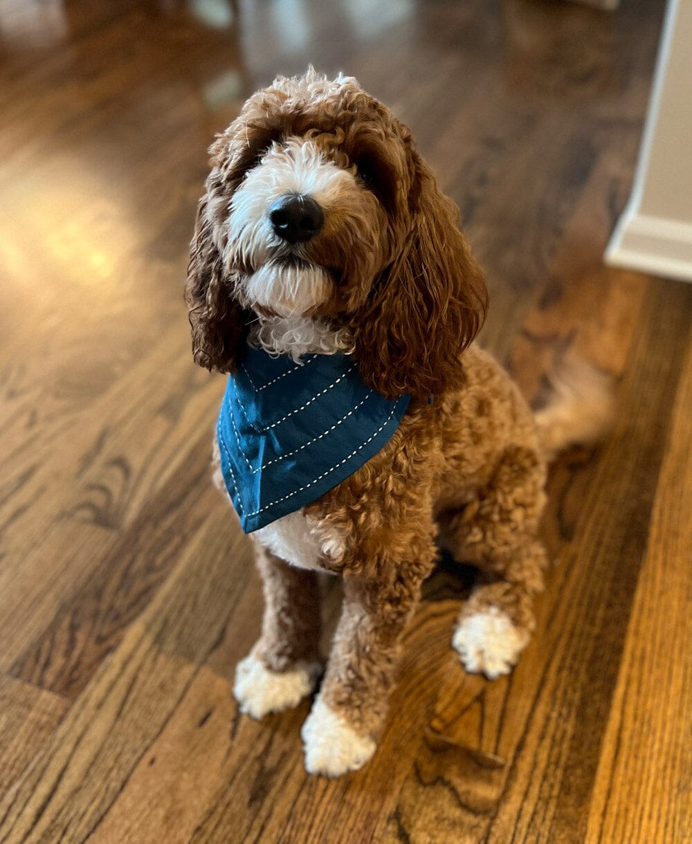 Arrow Dog Bandana