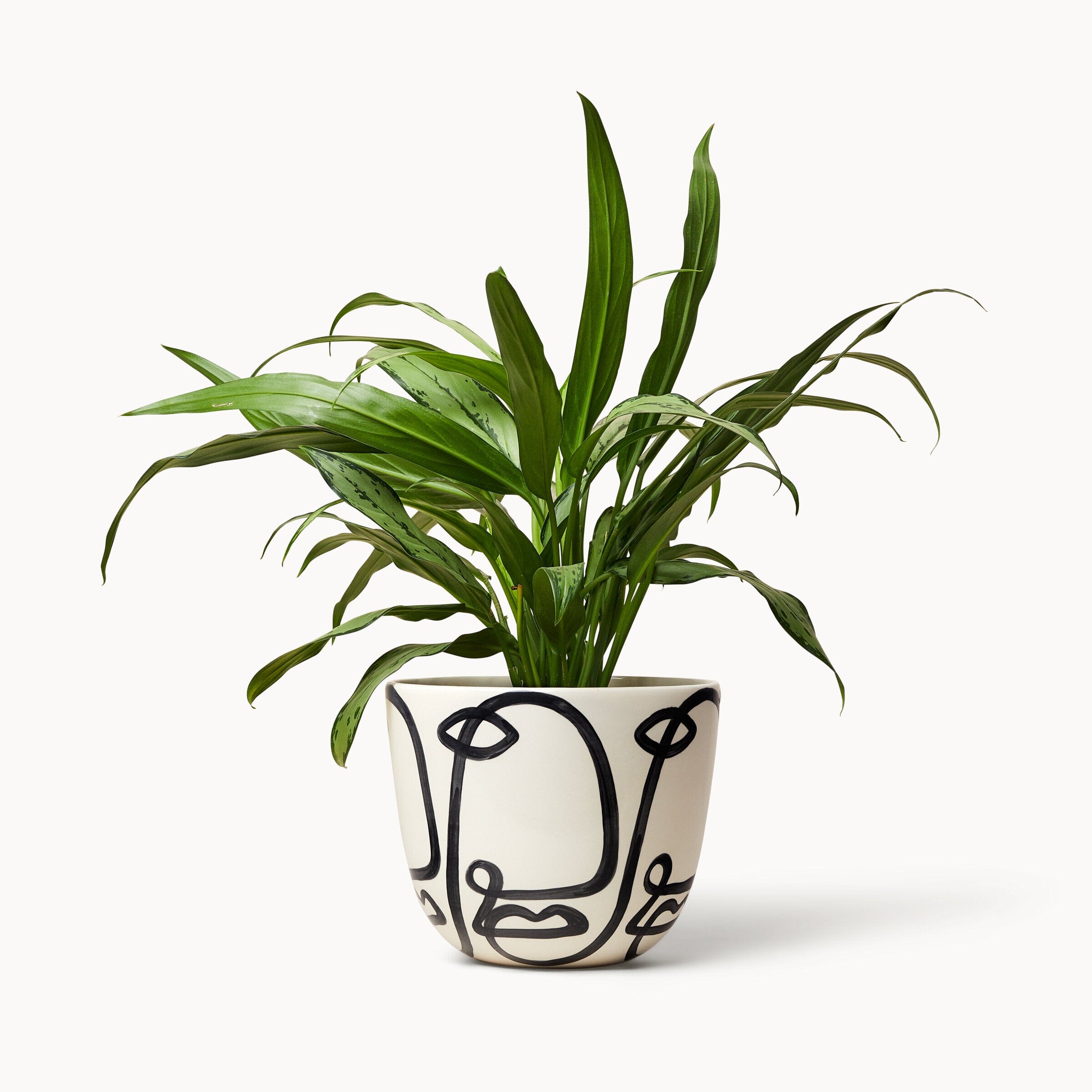 Cara Planters