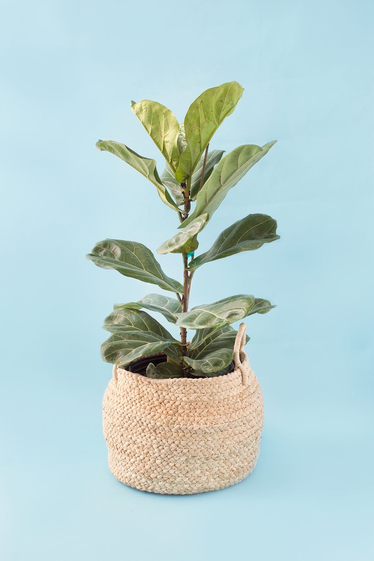 Braided Natural Raffia Basket