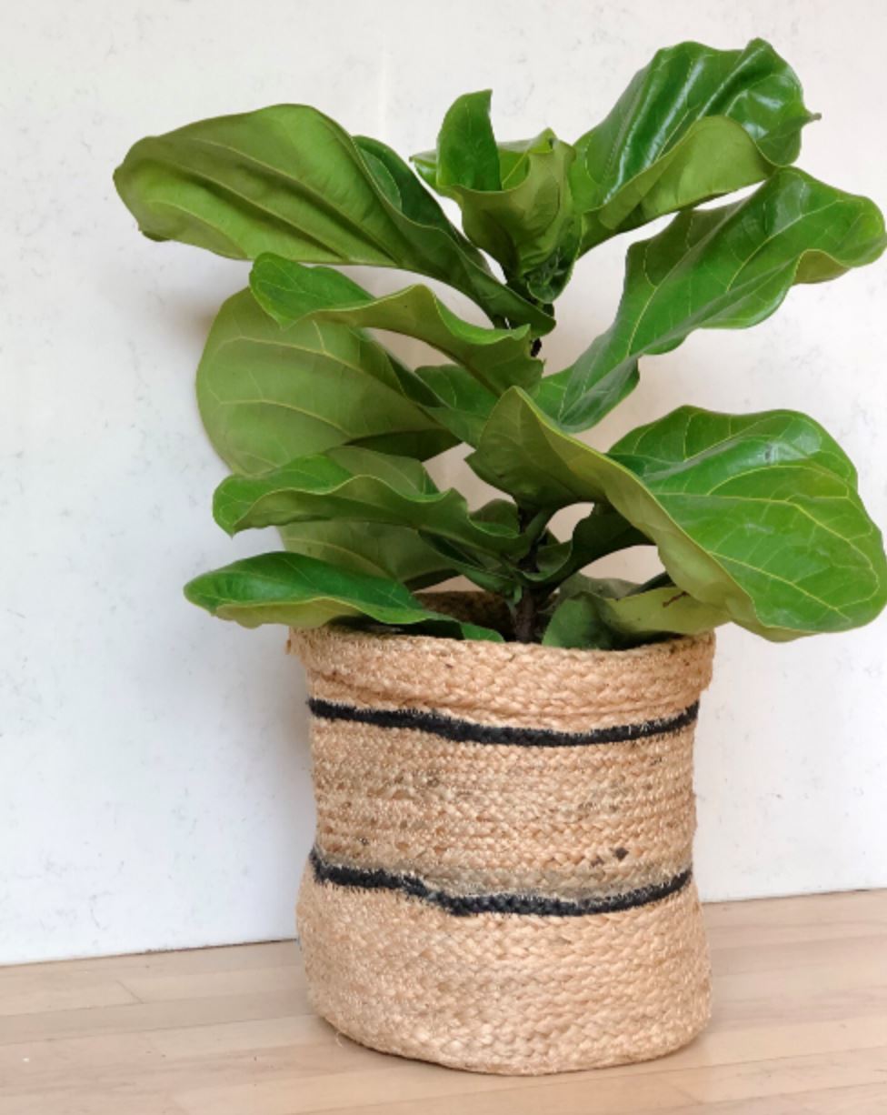 Jute Planter