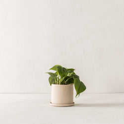 Minimal Raw Stoneware Planter Garden Convivial 4" 