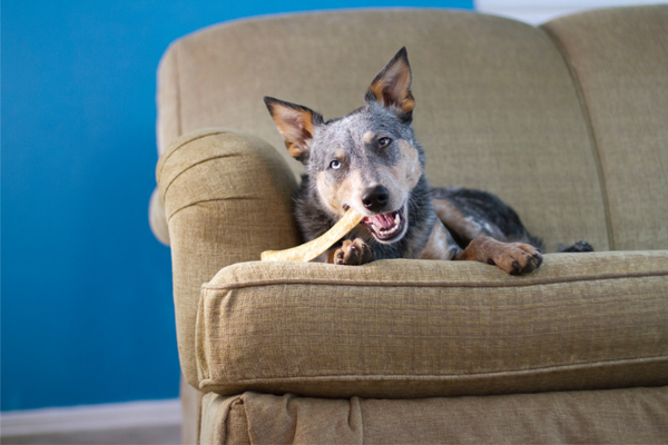 dog chew on couch