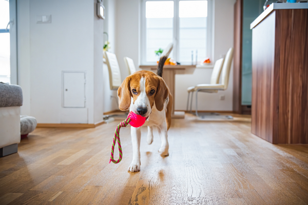 dog carrying toy