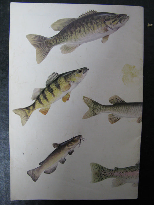 Pennsylvania Fish Commission - Pennsylvania Fishes Book