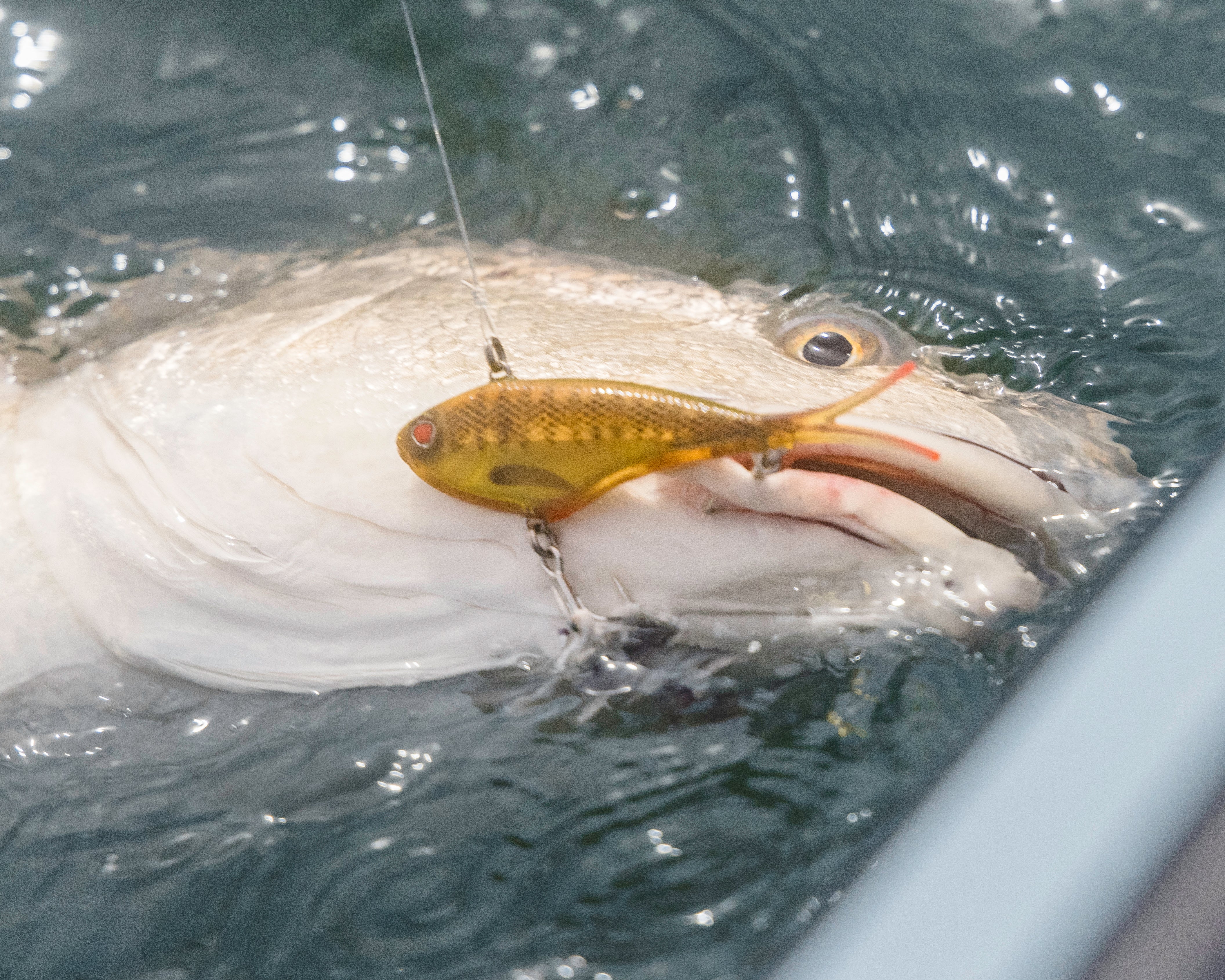 Which of these lures would work best for redfish, freshwater