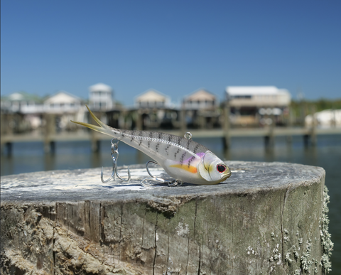 Sebastian Inlet Snook on Vibes! – Nomad Tackle