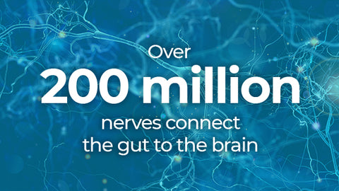 over 200 million nerves connect the gut to the brain