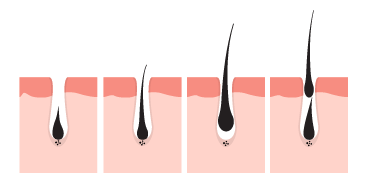 Four Phases of Hair Lifecycle