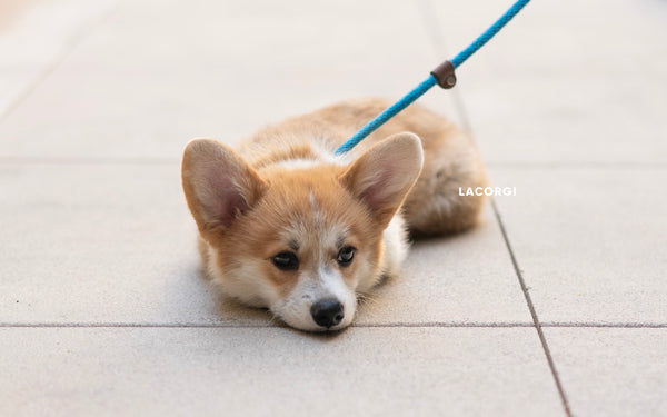 how do you potty train a corgi puppy