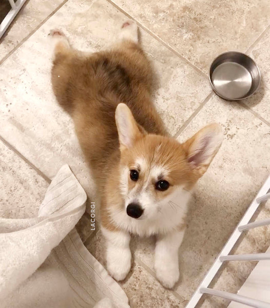 corgi puppy in crate