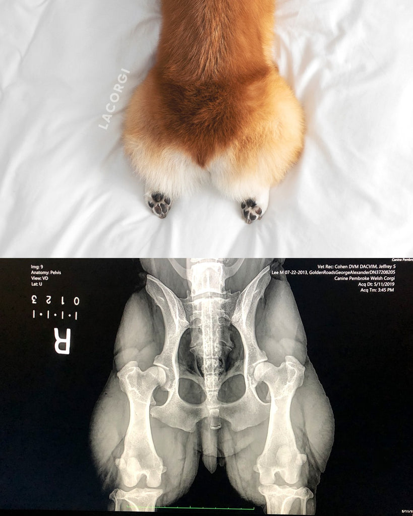 pembroke welsh corgi ofa xrays hips