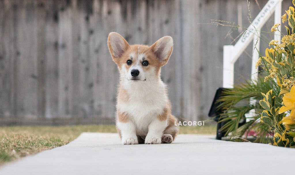 buying a pembroke welsh corgi puppy reputable breeder lacorgi