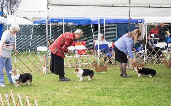 PWCCSC Corgi Dog Show