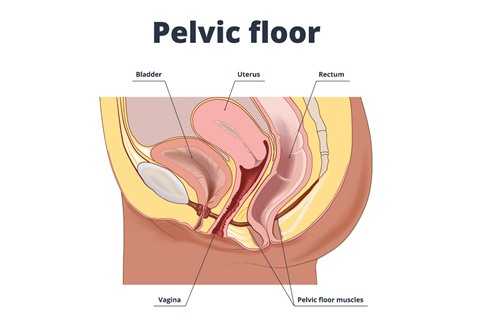 Pelvic floor illustration,  showcasing its three layers of muscles that play a vital role in maintaining core stability