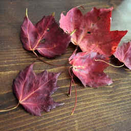 Red and gold maple leaves scattered on wood table