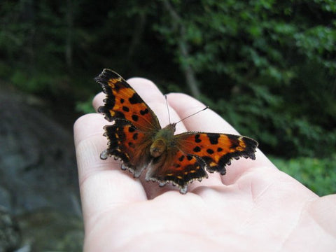 satyr anglewing, butterfly, orange butterfly, anglewing butterfly