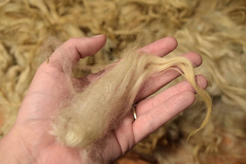 Hand holding an unwashed lock of Shetland fleece, showing structure of lock with downy undercoat and longer guard hairs tapering to a point