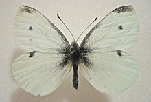 pieris rapae butterfly
