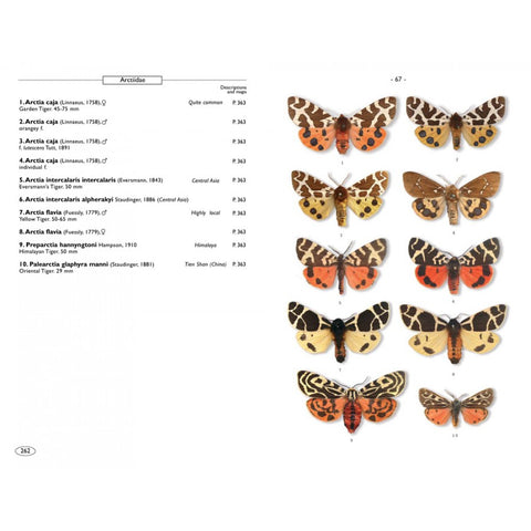 arctia tiger moths of europe color plate