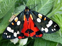 Scarlet tiger moth with wings spread