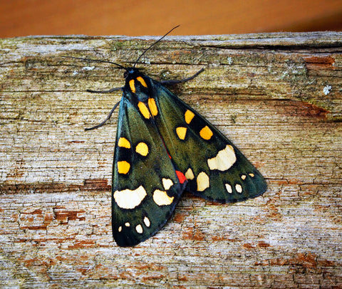 scarlet tiger moth with wings folded
