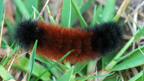 wooly bear caterpillar on grass