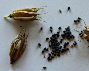 Aquilegia (Columbine) Seeds - Achillea millefolium L.