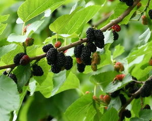 Blackberry Leaf - Morus Nigra L.