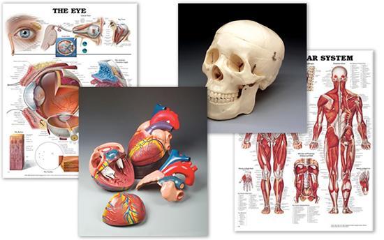 Anatomical Medical Charts Medshop Australia