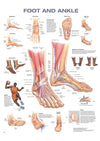 Anatomical Chart Company Anatomical chart - Foot And Ankle Laminated