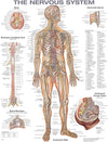Anatomical Chart Company Anatomical Chart Anatomical chart - Nervous System Laminated