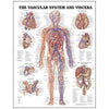 Anatomical Chart Company Anatomical Chart Anatomical chart - Vascular System