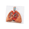 3B Scientific Anatomical Model Lungs With Heart Model