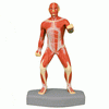 Anatomical Model Human Muscular Body 25cm