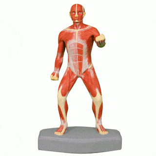 Altay Scientific Anatomical Model Anatomical Model Human Muscular Body 25cm