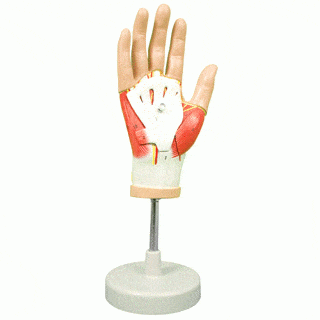 Altay Scientific Anatomical Model Anatomical Model Muscles of the Hand 4 Parts