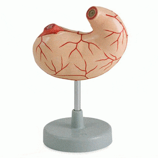Altay Scientific Anatomical Model Anatomical Model Stomach, Life Size, 2 parts