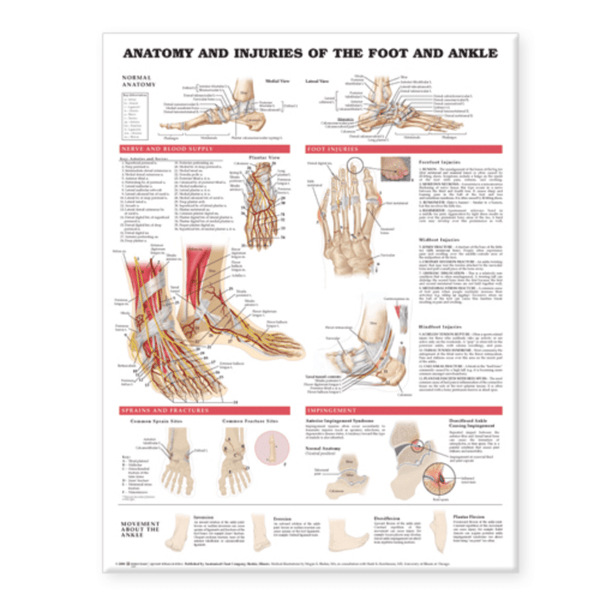 Anatomical Chart Company Anatomical Charts Anatomy and Injuries of the Foot and Ankle
