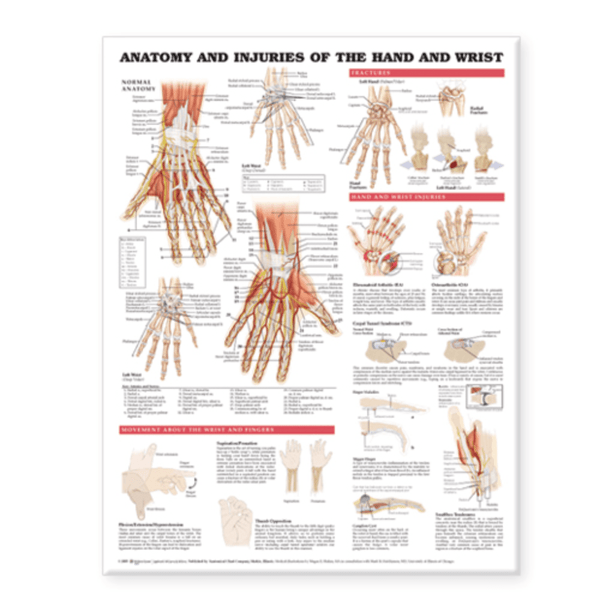 Anatomical Chart Company Anatomical Charts Anatomy and Injuries of the Hand and Wrist Anatomical Chart