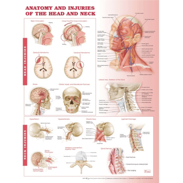 Anatomical Chart Company Anatomical Charts Anatomy and Injuries of the Head and Neck Anatomical Chart