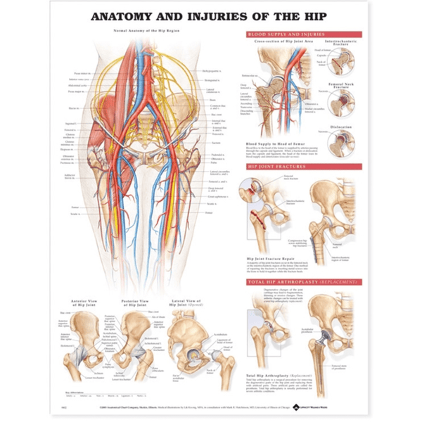Anatomical Chart Company Anatomical Charts Anatomy and Injuries of the Hip Anatomical Chart