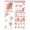 Anatomical Chart Company Anatomical Charts Anatomy and Injuries of the Shoulder Anatomical Chart